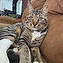 Special. K Junior is registered to the contest to win money with this photo: cat, tabby, pet, indoor, couch, feline, animal, whiskers, green_eyes, relaxed, fur, collar, tag, living_room, brick_wall, stovepipe, furniture, cozy, domestic, house