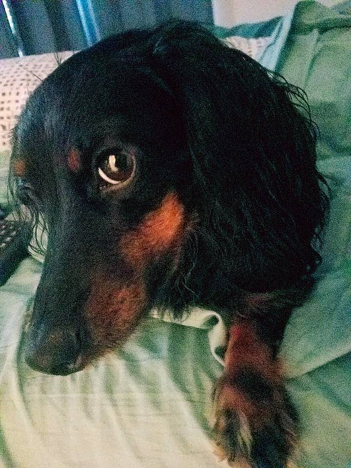 Buddy is registered to the contest to win money with this photo: boykin_spaniel, canidae, carnivore, companion_dog, dog, dog_breed, gordon_setter, hunting_dog, mammal, rare_breed_dog, russian_spaniel, setter, sporting_group, vertebrate