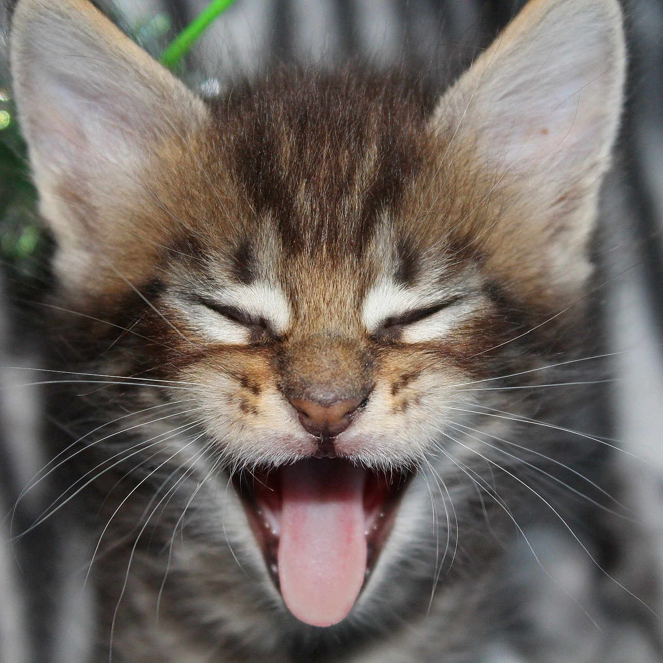 Pulsar De Tell Basta