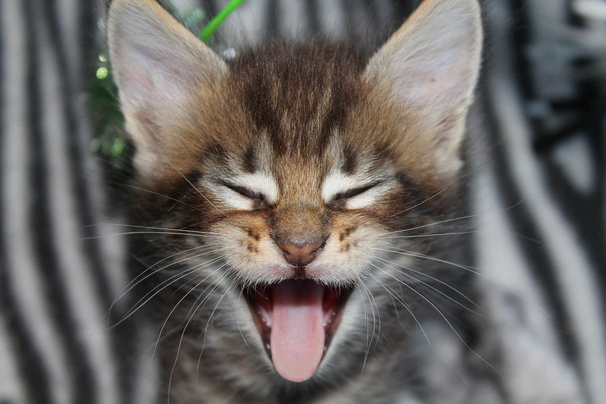 Pulsar De Tell Basta