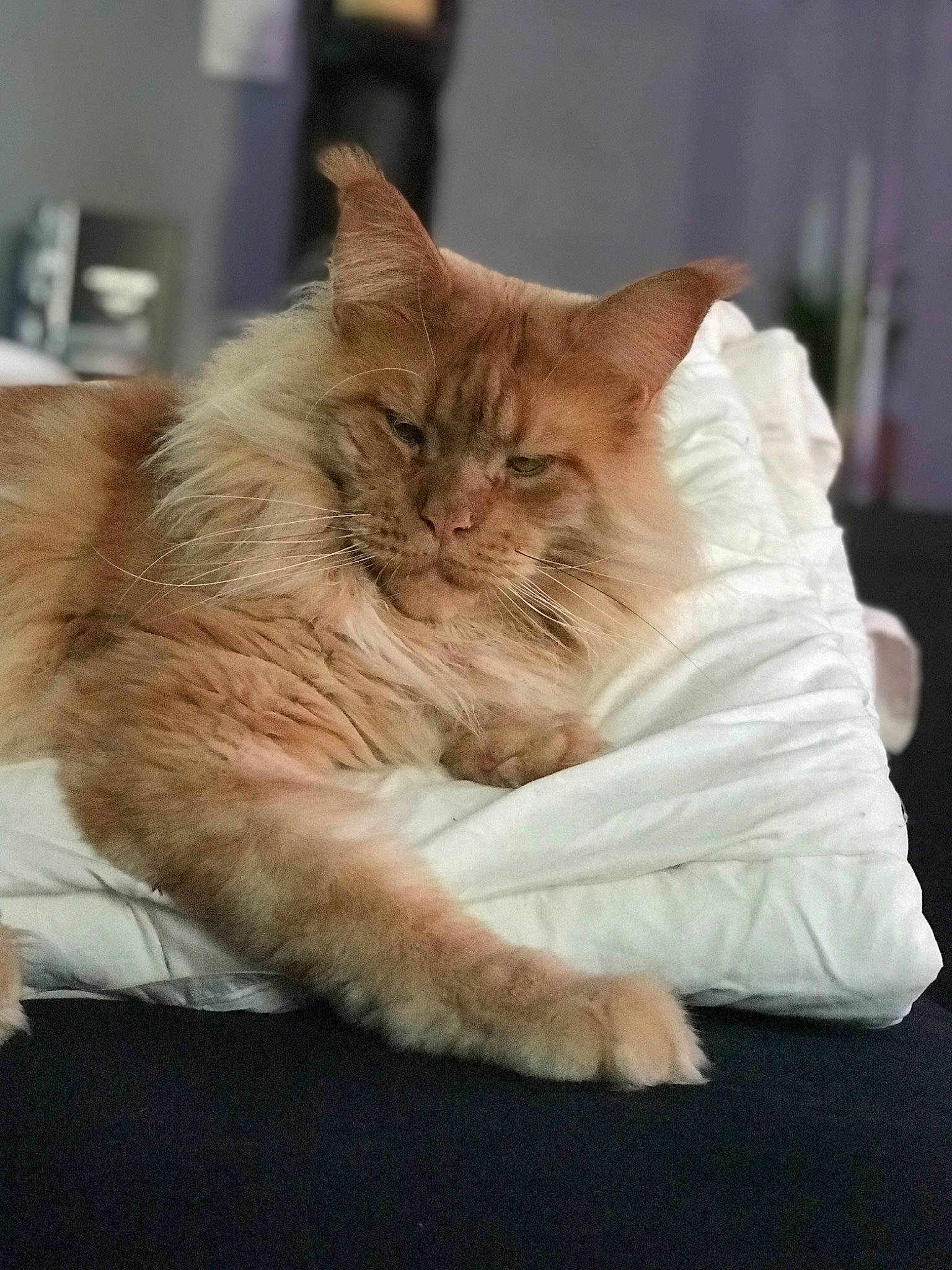 Snow a rejoint le concours — aidez-le/la à gagner de superbes lots ! carnivore, cat, claw, comfort, companion_dog, fawn, felidae, flooring, fur, hardwood, nap, paw, persian, sitting, sleep, small_to_medium_sized_cats, snout, tail, whiskers, wood