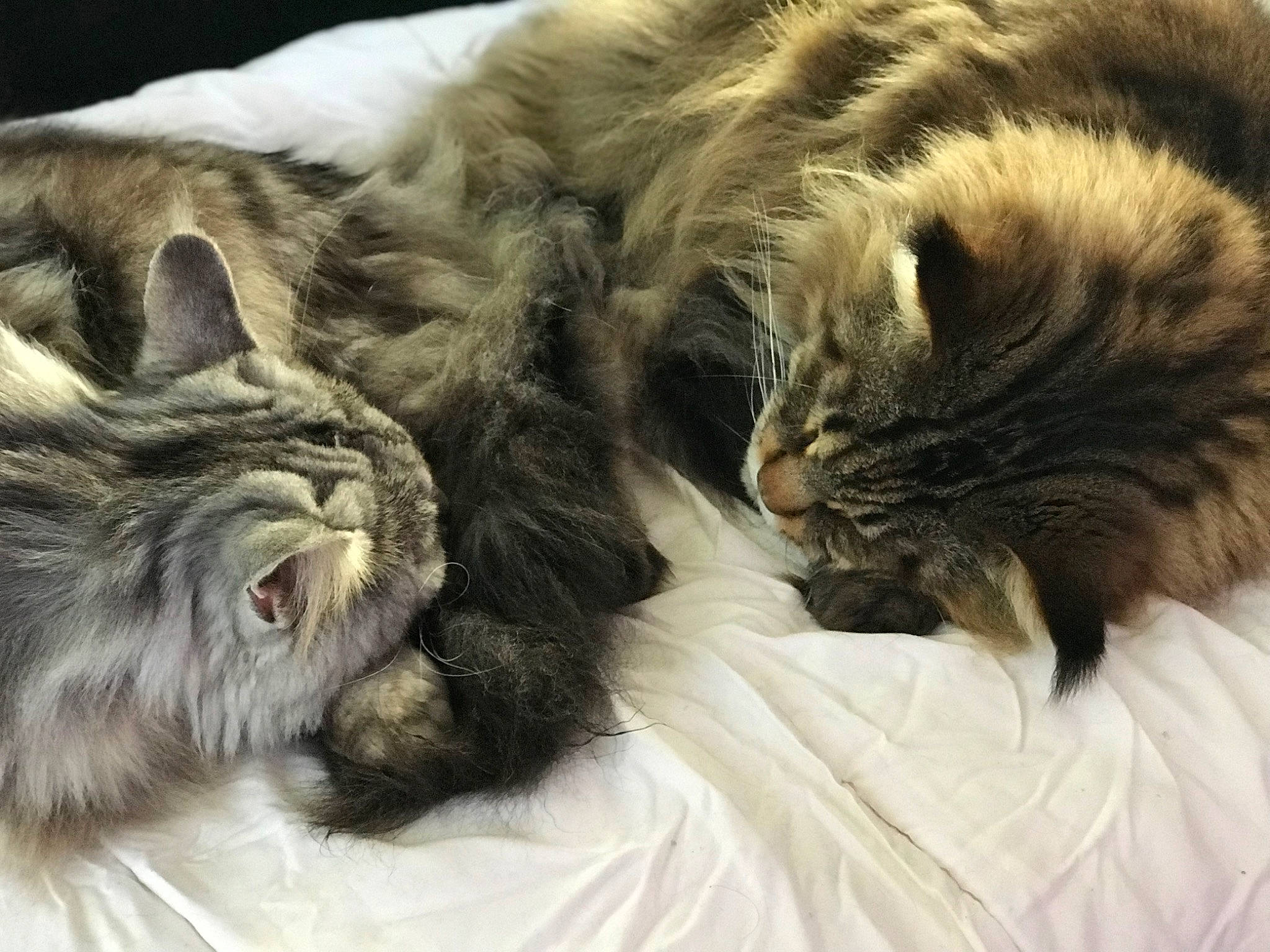 Snow participe au concours pour gagner de l'argent avec cette photo : bed, carnivore, cat, claw, close_up, comfort, domestic_short_haired_cat, felidae, fur, grey, mammal, nap, paw, sleep, small_to_medium_sized_cats, snout, tail, terrestrial_animal, vertebrate, whiskers