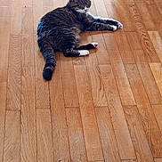 Nenette participe au concours pour gagner de l'argent avec cette photo : cat, tabby_cat, white_paws, striped_fur, animal, pet, feline, lying_down, stretching, relaxed, sleepy, indoor, wooden_floor, hardwood, home, floor, tail, whiskers, side_view, domestic_cat