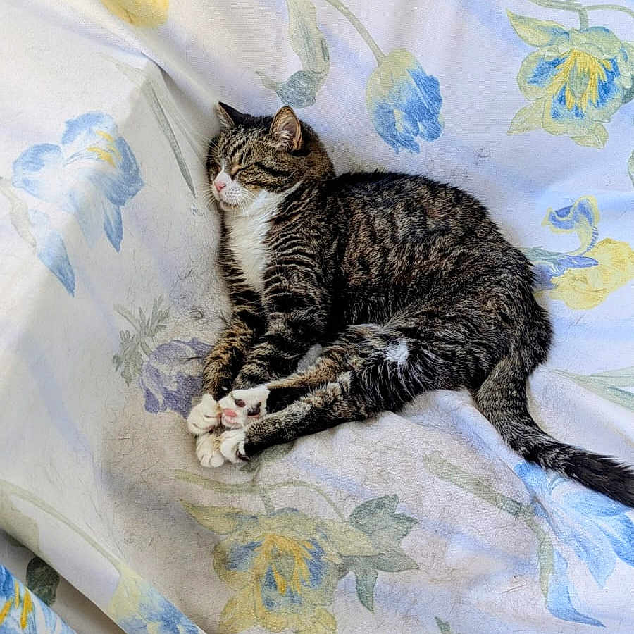 Nenette participe au concours pour gagner de l'argent avec cette photo : cat, tabby_cat, pet, animal, feline, lying_down, relaxed, sleepy, striped_fur, white_chest, white_paws, tail, floral_blanket, bed, bedding, indoors, home, tile_floor, portrait, cozy