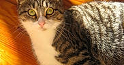 Nenette a rejoint le concours — aidez-le/la à gagner de superbes lots ! cat, tabby_cat, white_chest, striped_fur, yellow_eyes, pink_nose, whiskers, feline, pet, animal, close_up, portrait, lying_down, sunlight, wooden_surface, indoors, fluffy, alert, looking_at_camera, warm_lighting