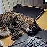 Nenette participe au concours pour gagner de l'argent avec cette photo : cat, tabby, sleeping, pet, animal, desk, keyboard, computer, office, indoors, wooden_table, gaming_setup, relaxed, striped_fur, white_paws, whiskers, nap, workspace, electronics, funny