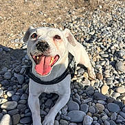 Lucky participe au concours pour gagner de l'argent avec cette photo : dog, white_dog, happy, tongue_out, beach, pebbles, sunlight, outdoor, pet, canine, playful, smiling, closeup, nature, animal, summer, sandy_nose, harness, daytime, cute