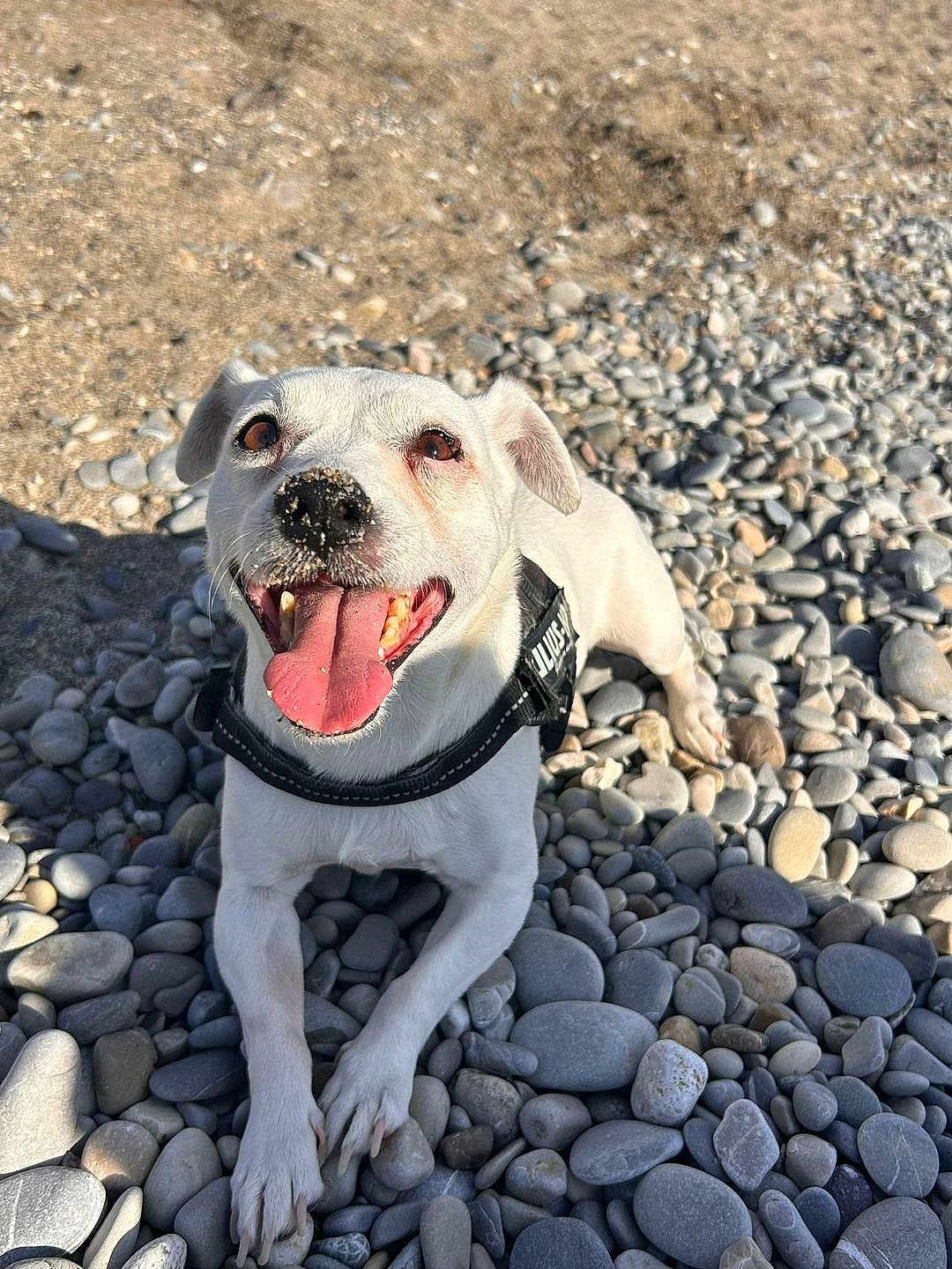 Lucky participe au concours pour gagner de l'argent avec cette photo : dog, white_dog, happy, tongue_out, beach, pebbles, sunlight, outdoor, pet, canine, playful, smiling, closeup, nature, animal, summer, sandy_nose, harness, daytime, cute