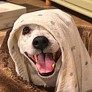 Lucky a rejoint le concours — aidez-le/la à gagner de superbes lots ! animal, bed, blanket, canine, closeup, comfort, cozy, cute, dog, domestic, expression, face, fur, happy, indoor, paw, pet, rest, smile, tongue