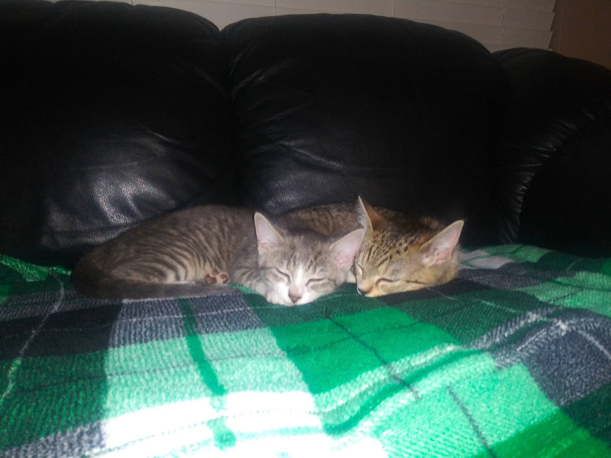 Maggie is registered to the contest to win money with this photo: carnivore, cat, comfort, couch, domestic_short_haired_cat, fawn, felidae, fur, grey, linens, living_room, nap, room, sitting, small_to_medium_sized_cats, snout, tail, textile, whiskers, wood