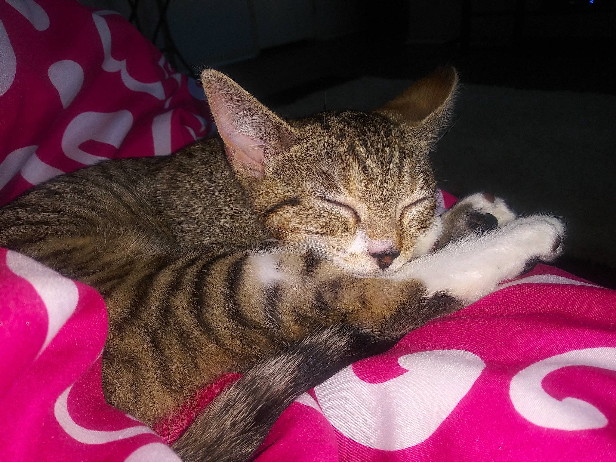 Maggie is registered to the contest to win money with this photo: carnivore, cat, cat_supply, claw, comfort, domestic_short_haired_cat, eye, felidae, fur, head, linens, nap, pattern, paw, sitting, small_to_medium_sized_cats, snout, tail, textile, whiskers