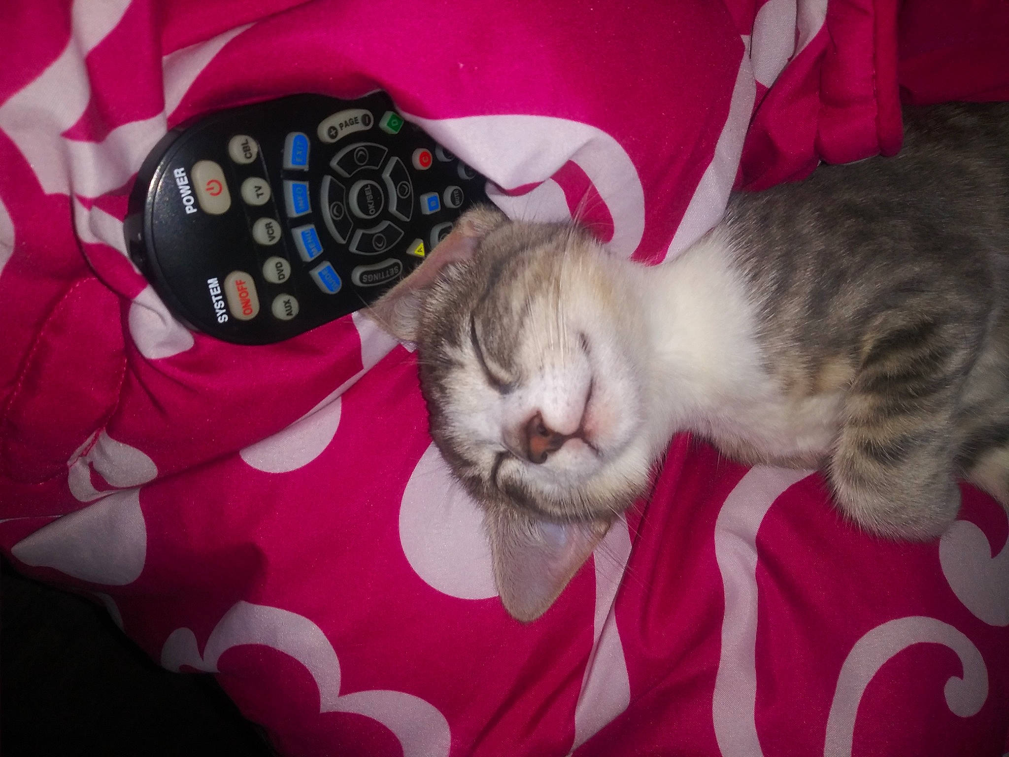 Sassy is registered to the contest to win money with this photo: carmine, carnivore, cat, claw, comfort, domestic_short_haired_cat, felidae, fur, lap, magenta, nail, pattern, paw, pink, small_to_medium_sized_cats, tail, whiskers