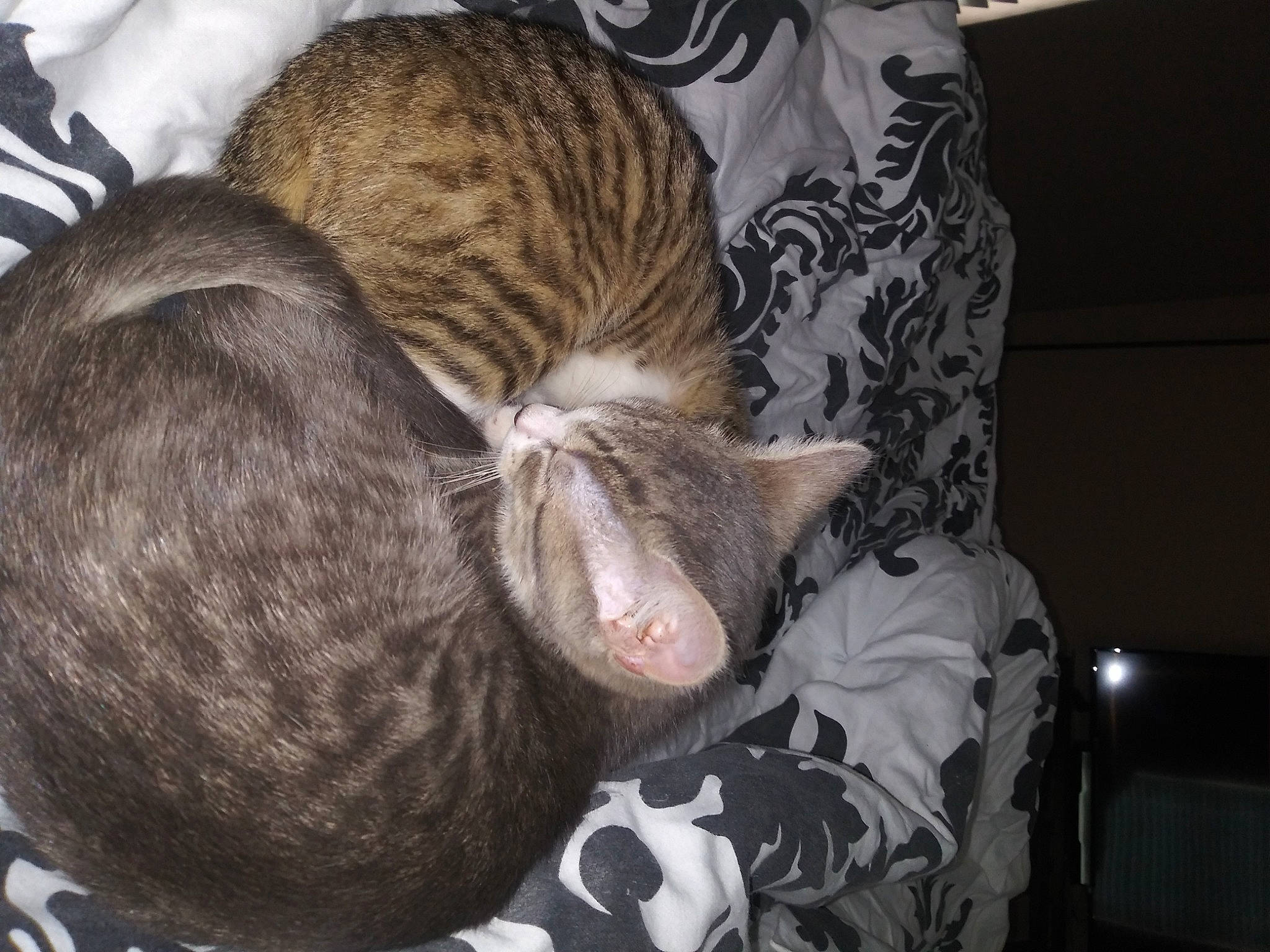 Sassy is registered to the contest to win money with this photo: carnivore, cat, cat_bed, claw, comfort, domestic_short_haired_cat, ear, fawn, felidae, fur, grey, nap, paw, sleep, small_to_medium_sized_cats, snout, tail, terrestrial_animal, whiskers