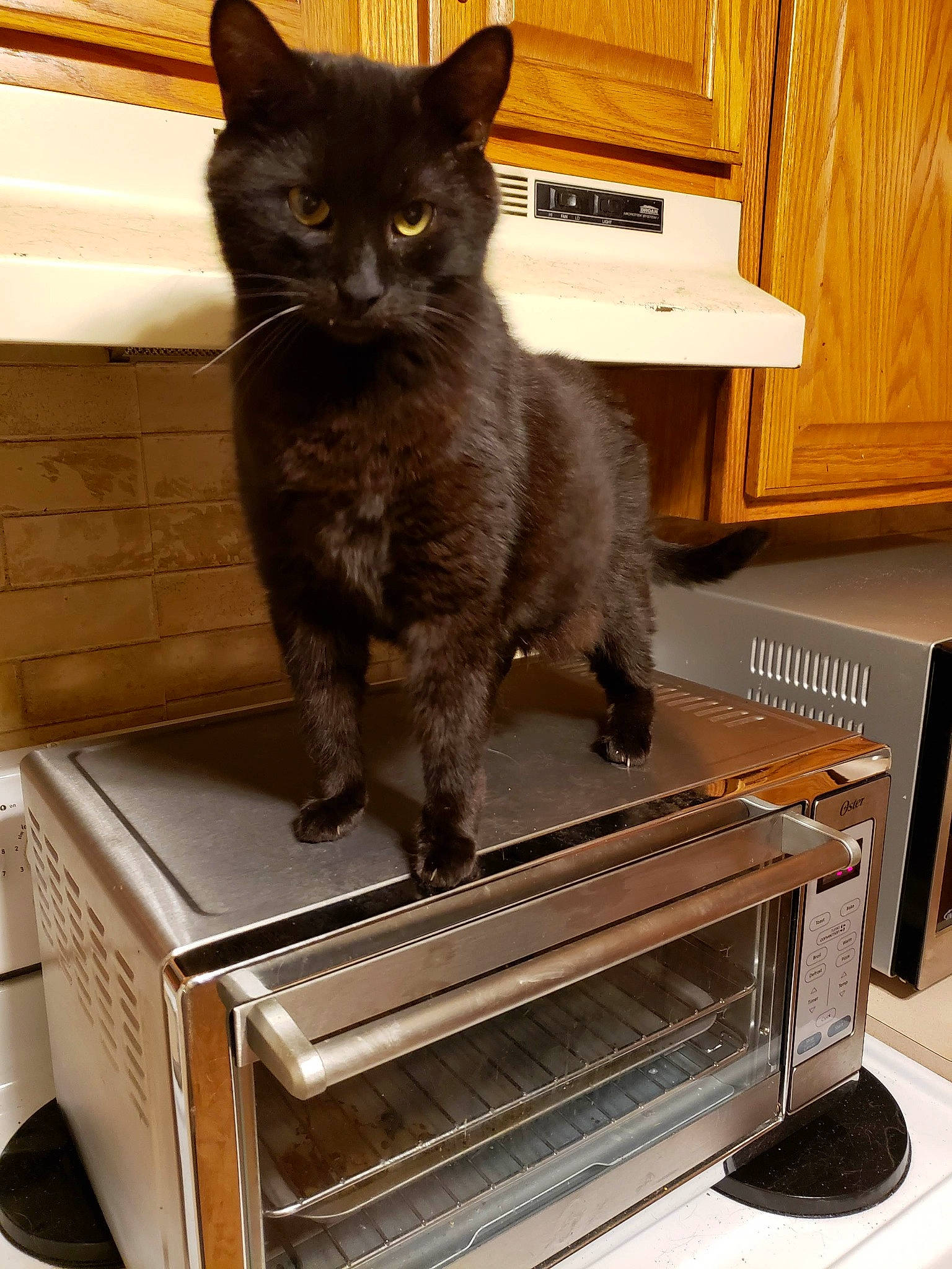 Blacky joined the competition — help win amazing prizes! black_cat, bombay, cabinetry, carnivore, cat, chest_of_drawers, cupboard, domestic_short_haired_cat, drawer, felidae, fur, gas, hardwood, home_appliance, machine, small_to_medium_sized_cats, snout, tail, whiskers, wood