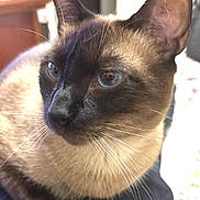 Meg is registered to the contest to win money with this photo: animal, animal_portrait, background_blur, blue_eyes, cat, close_up, cozy, cute, domestic, ears, face, feline, fur, indoor, pet, portrait, resting, siamese_cat, soft_light, whiskers