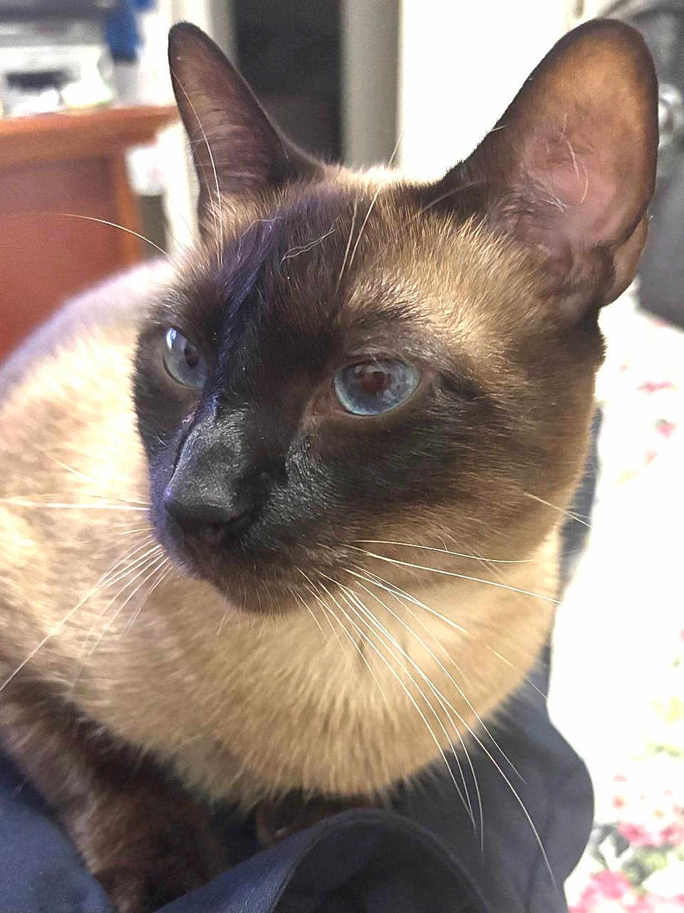 Meg