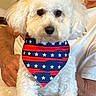 Bentley joined the competition — help win amazing prizes! dog, white_dog, fluffy_dog, bandana, patriotic, stars, stripes, person, hand, white_shirt, pet, cute, portrait, indoor, close_up, animal, companion, adorable, fur, face