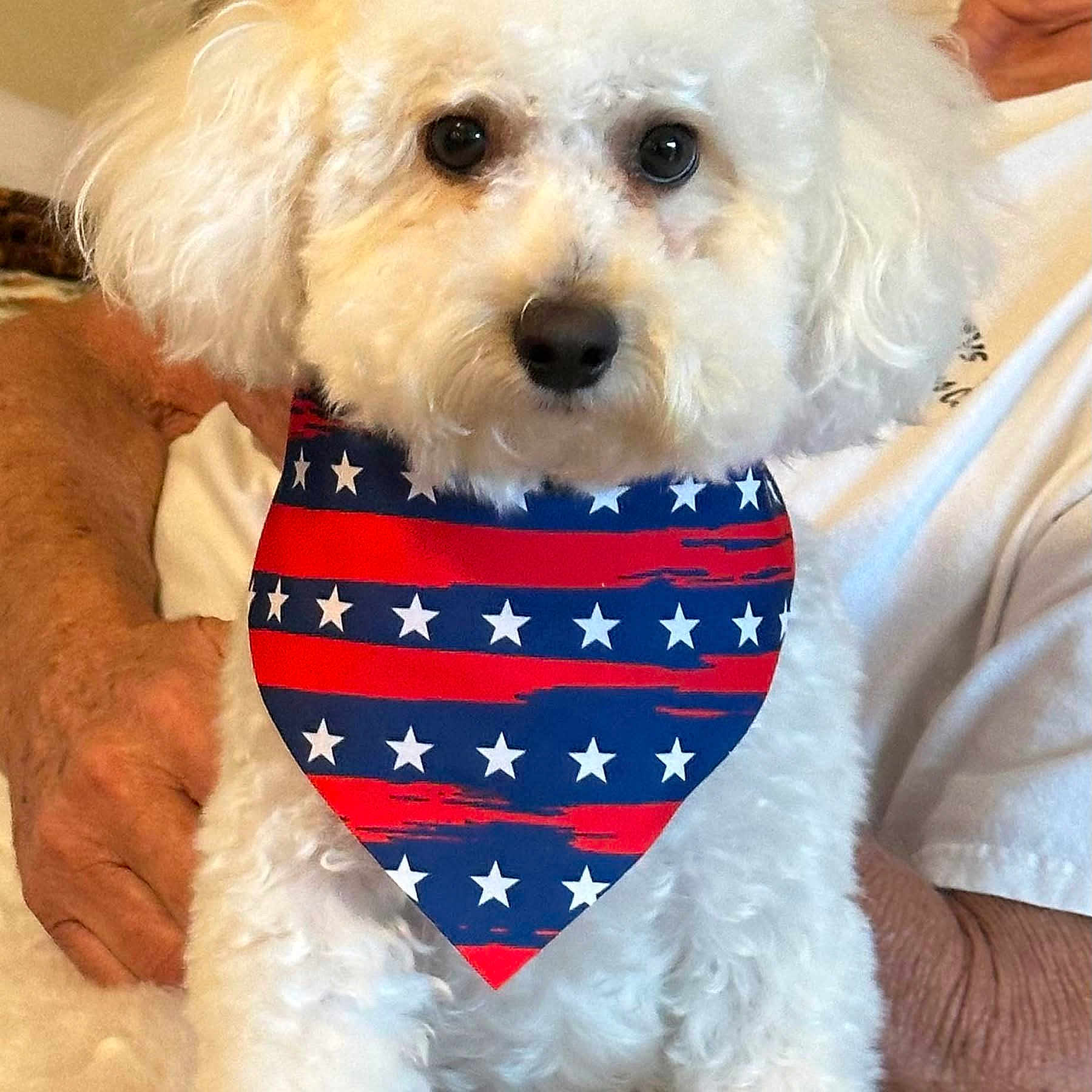 Bentley joined the competition — help win amazing prizes! dog, white_dog, fluffy_dog, bandana, patriotic, stars, stripes, person, hand, white_shirt, pet, cute, portrait, indoor, close_up, animal, companion, adorable, fur, face