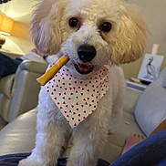 Bentley joined the competition — help win amazing prizes! dog, white_dog, bandana, chew_stick, curly_fur, pet, indoor, living_room, couch, furniture, cute, animal, companion, domestic_animal, fur, canine, friendly, standing, close_up, playful