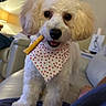 dog, white_dog, bandana, chew_stick, curly_fur, pet, indoor, living_room, couch, furniture, cute, animal, companion, domestic_animal, fur, canine, friendly, standing, close_up, playful