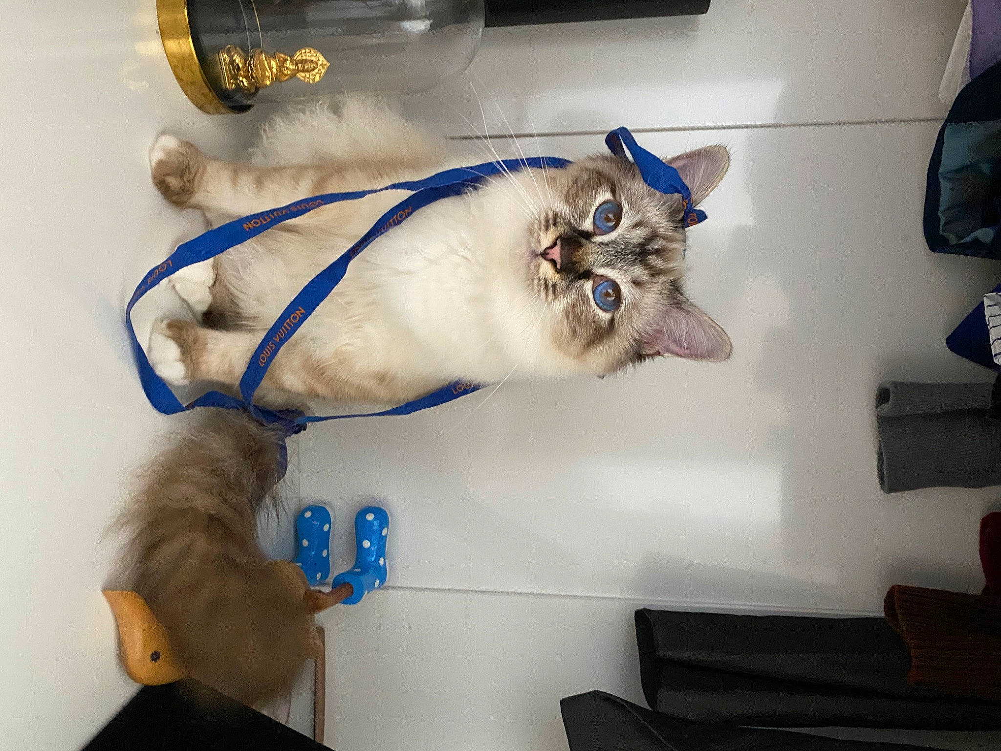 Flòki is registered to the contest to win money with this photo: art, canidae, carnivore, cat, electric_blue, eyewear, felidae, fictional_character, fun, fur, jaw, personal_protective_equipment, room, sculpture, small_to_medium_sized_cats, snout, tail, toy, visual_arts, whiskers