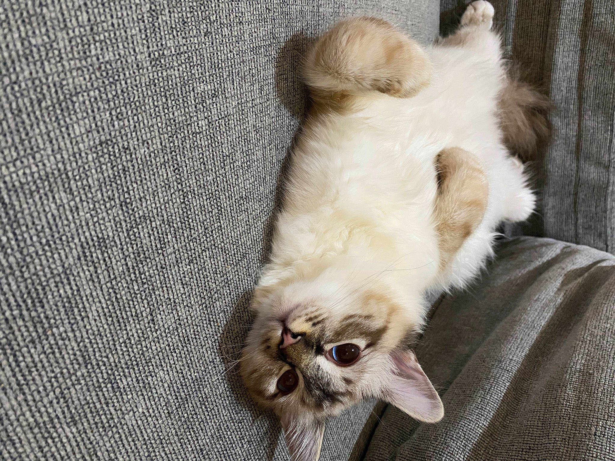 Flòki is registered to the contest to win money with this photo: canidae, carnivore, cat, claw, comfort, companion_dog, dog_breed, domestic_short_haired_cat, fawn, felidae, fur, grey, linens, paw, small_to_medium_sized_cats, snout, tail, terrestrial_animal, whiskers, woven_fabric