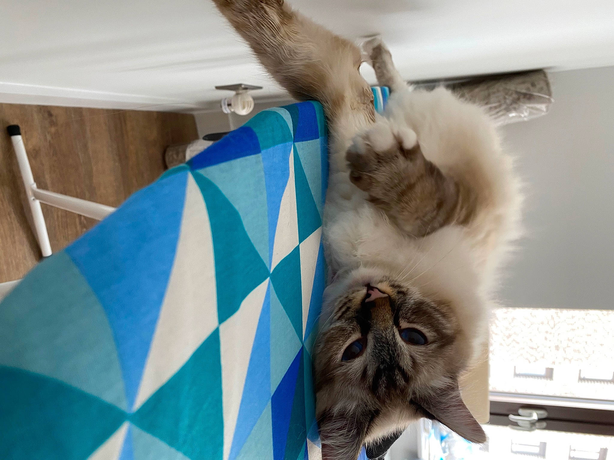 Flòki joined the competition — help win amazing prizes! balinese, carnivore, cat, claw, comfort, computer_keyboard, domestic_short_haired_cat, fawn, felidae, fur, input_device, office_equipment, peripheral, personal_computer, room, small_to_medium_sized_cats, space_bar, tail, thai, whiskers