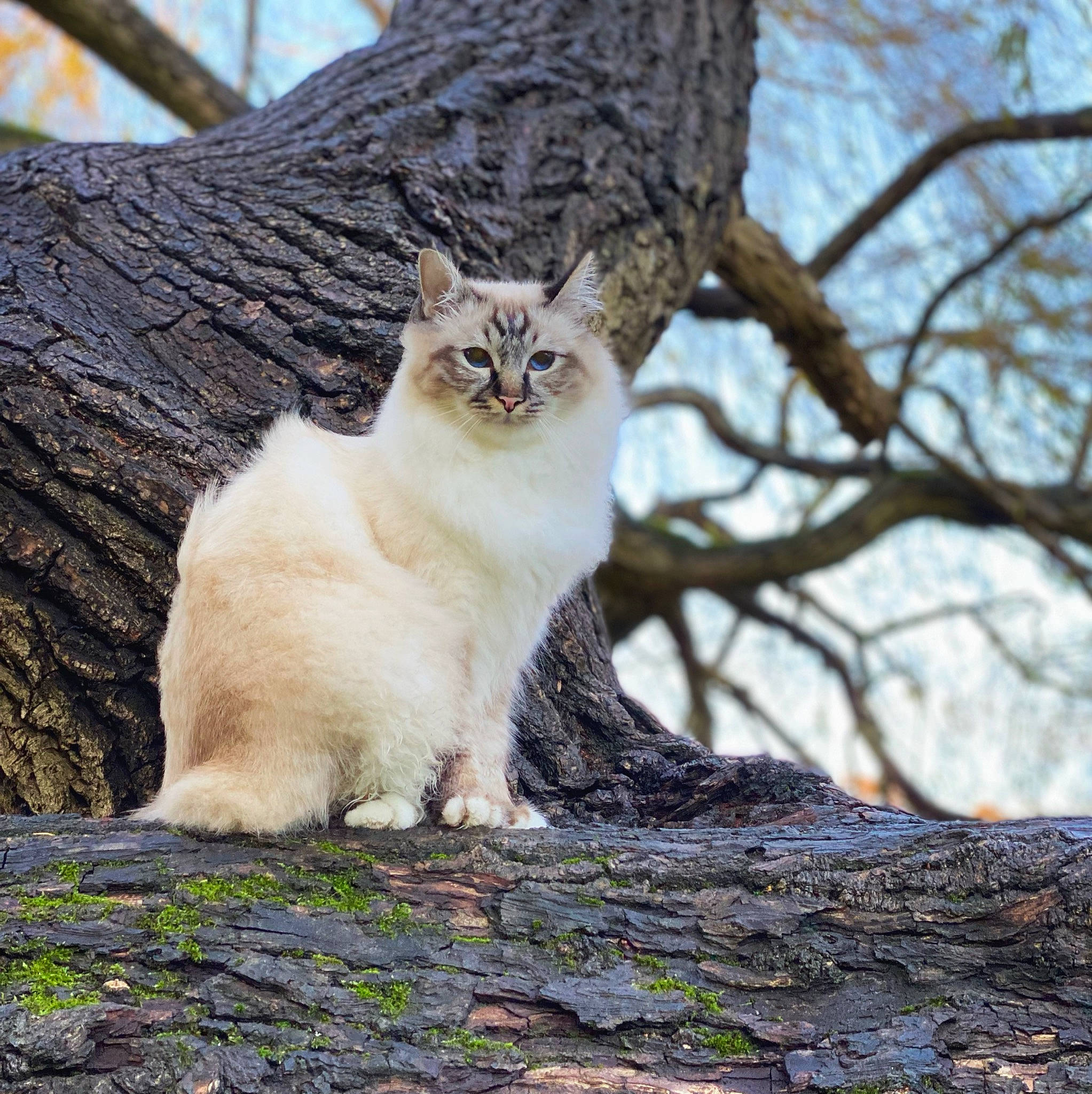 Flòki joined the competition — help win amazing prizes! biome, branch, carnivore, cat, domestic_short_haired_cat, fawn, felidae, grass, plant, sky, small_to_medium_sized_cats, snout, tail, terrestrial_animal, tree, trunk, twig, whiskers, wood, woody_plant