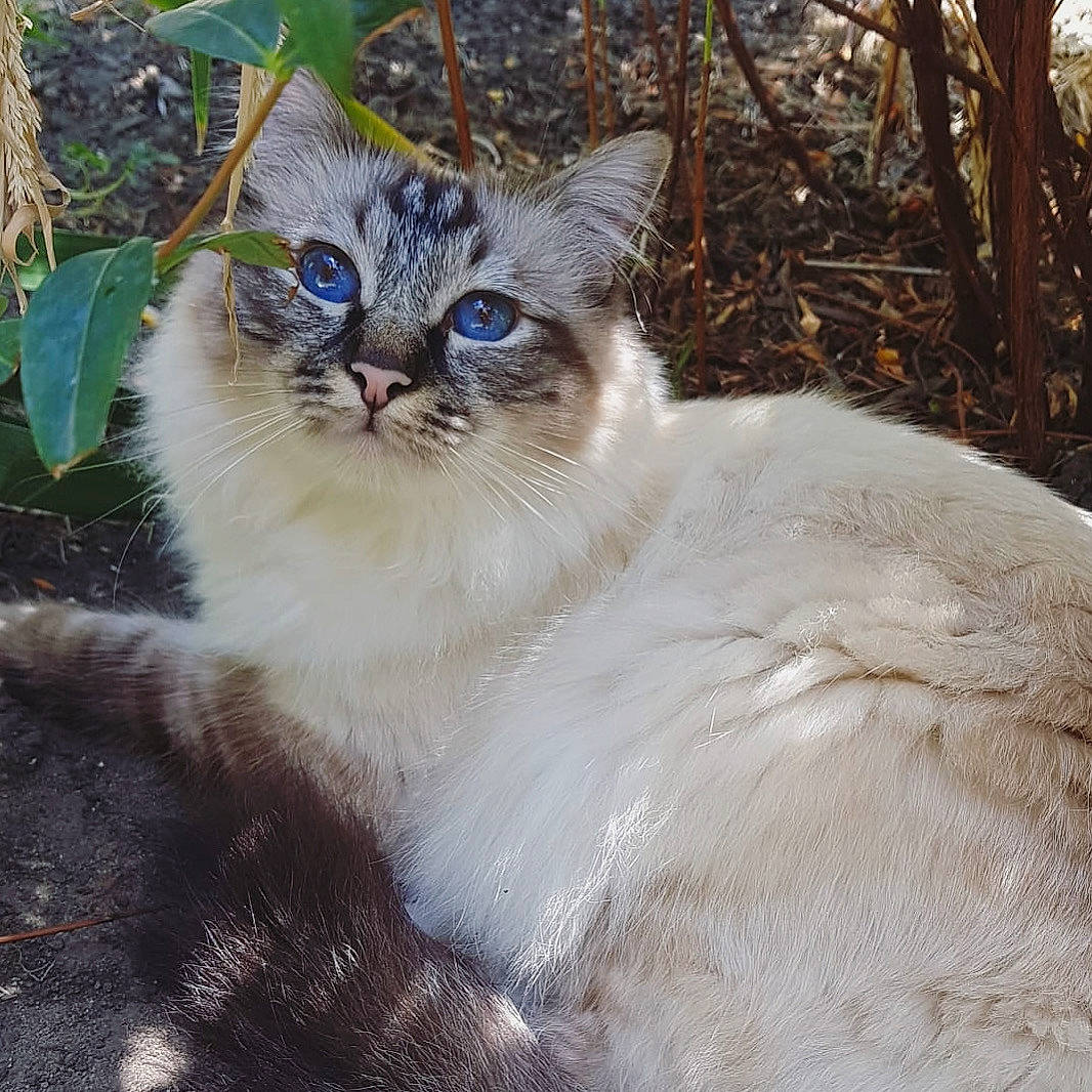 Floki is registered to the contest to win money with this photo: birman, carnivore, cat, domestic_short_haired_cat, eye, fawn, felidae, fur, grass, plant, small_to_medium_sized_cats, snout, tail, terrestrial_animal, tree, twig, whiskers, wildlife