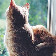 Harley is registered to the contest to win money with this photo: asian, british_shorthair, carnivore, cat, domestic_short_haired_cat, ear, fawn, felidae, fur, mammal, nose, organism, small_to_medium_sized_cats, snout, sunlight, tail, terrestrial_animal, vertebrate, whiskers, wildlife