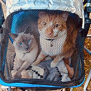 Trouble joined the competition — help win amazing prizes! cat, cats, pet, pets, mesh, carrier, animal, animals, feline, blue_eyes, orange_cat, gray_cat, outdoor, nature, curious, cozy, close_up, portrait, resting, travel