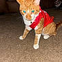 cat, orange_cat, white_paws, red_shirt, carpet, indoor, furniture, couch, pet, animal, curious, two_cats, glowing_eyes, collar, bell, domestic_cat, second_cat, brown_carpet, indoor_lighting, flash