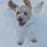 Rudy is registered to the contest to win money with this photo: active, animal, cold, dog, ears, excited, fluffy, fur, happy, joyful, jumping, nature, outdoor, pet, playful, running, snow, snowy, white, winter
