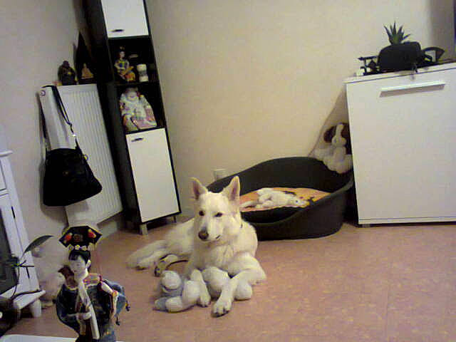 Aron a rejoint le concours — aidez-le/la à gagner de superbes lots ! carnivore, comfort, companion_dog, dog_breed, felidae, floor, flooring, fur, hardwood, living_room, mammal, plant, room, small_to_medium_sized_cats, stuffed_toy, tail, toy, vertebrate, whiskers, wood