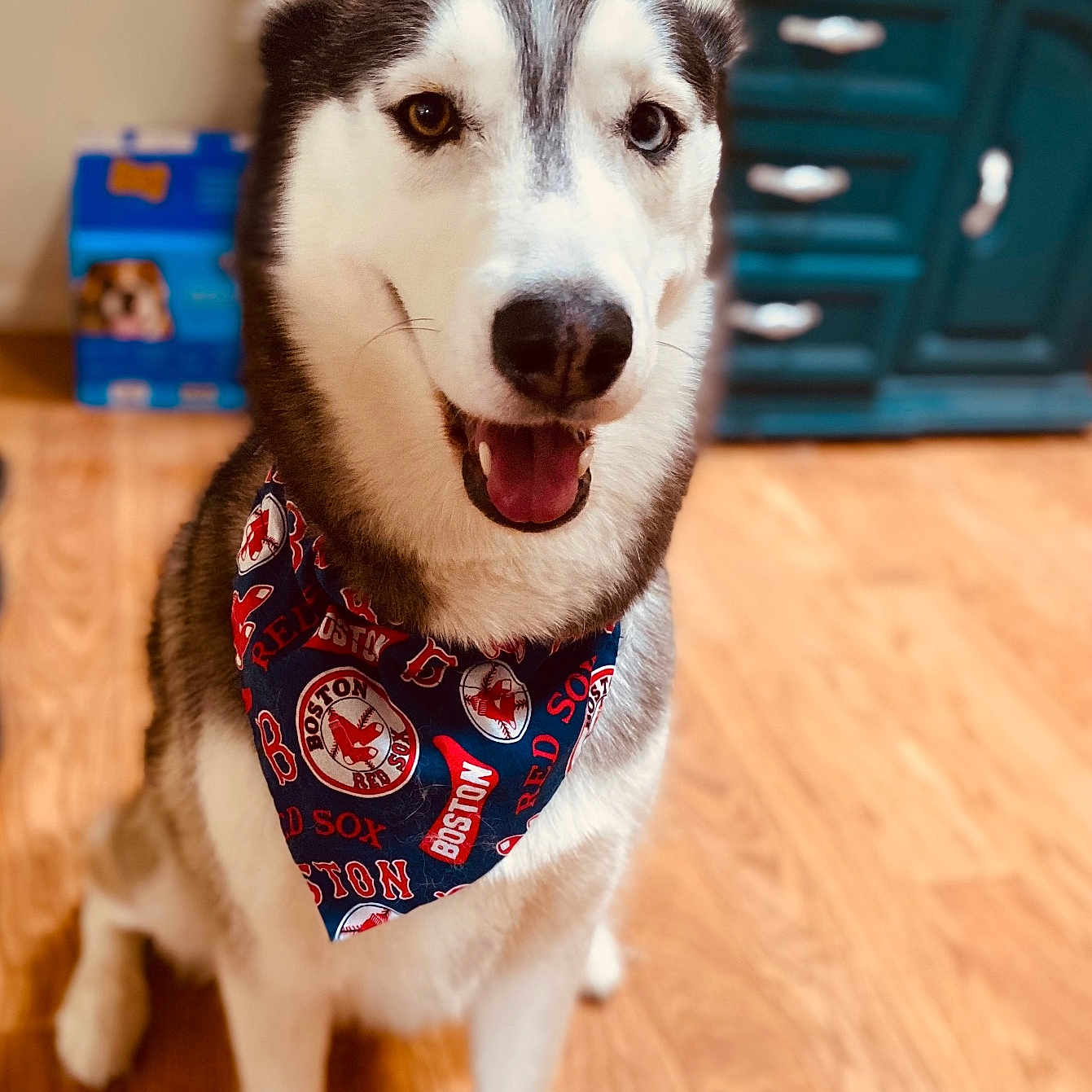 Nova is registered to the contest to win money with this photo: accessories, animal, bandana, bodypart, bowtie, canine, dog, eskimodog, formalwear, hardwood, headband, husky, mouth, pet, puppy, snout, strap, tie, whitedog, wood
