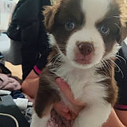 Louky a rejoint le concours — aidez-le/la à gagner de superbes lots ! animal, blue_eyes, brown, close_up, cute, dog, face, fluffy, fur, hand, holding, indoor, looking, nose, person, pet, puppy, whiskers, white, young