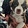 Louky