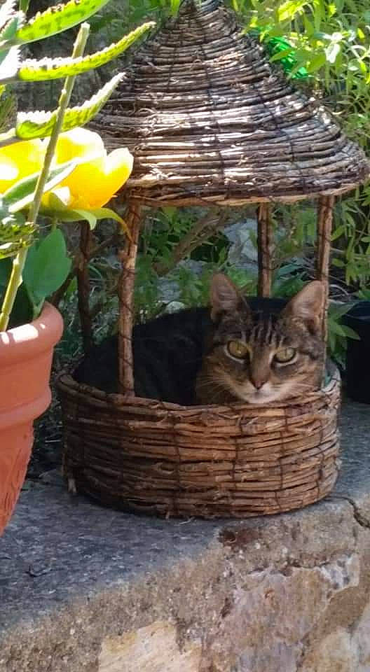 Miel a rejoint le concours — aidez-le/la à gagner de superbes lots ! basket, carnivore, cat, cat_supply, fawn, felidae, flower, flowerpot, grass, houseplant, outdoor_furniture, pet_supply, plant, small_to_medium_sized_cats, table, terrestrial_animal, tree, trunk, whiskers, wood