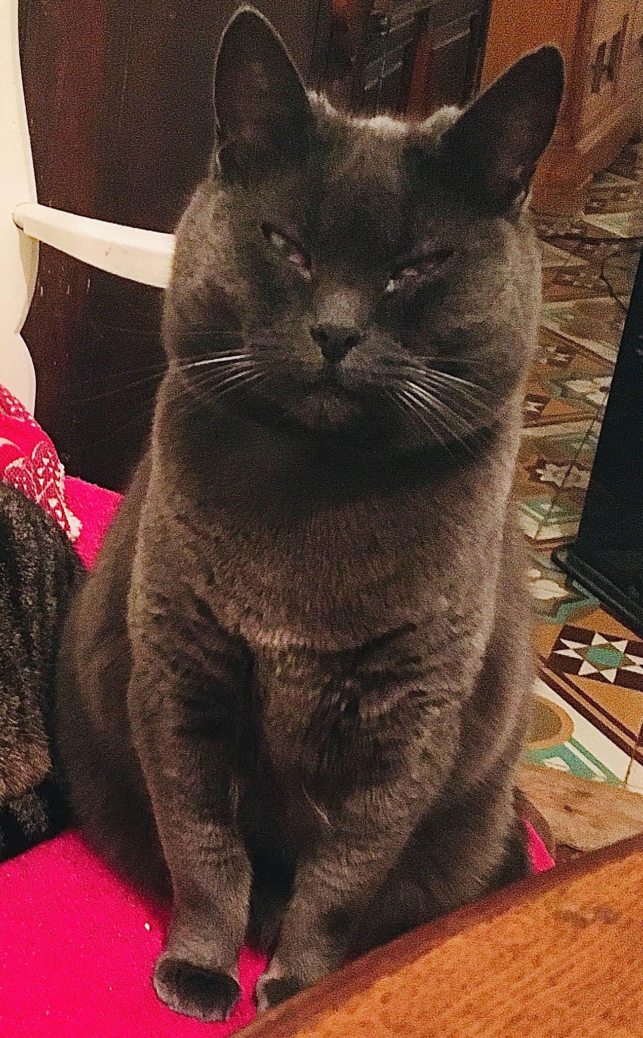 Isis a rejoint le concours — aidez-le/la à gagner de superbes lots ! carmine, carnivore, cat, comfort, domestic_short_haired_cat, eye, felidae, fur, grey, magenta, paw, plant, russian_blue, sitting, small_to_medium_sized_cats, snout, tail, terrestrial_animal, whiskers