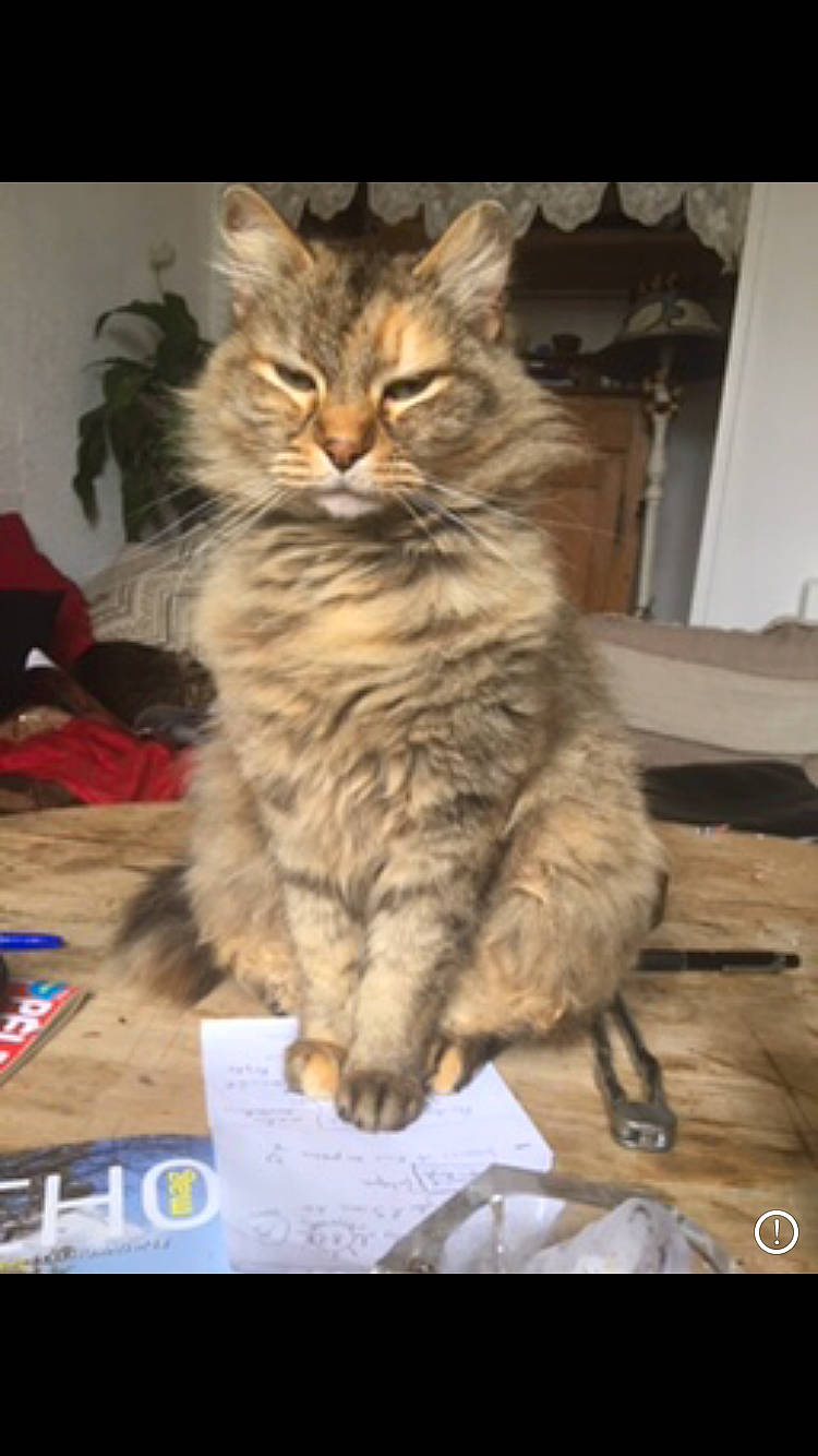 Tichat a rejoint le concours — aidez-le/la à gagner de superbes lots ! box, british_longhair, carnivore, cat, claw, domestic_short_haired_cat, fawn, felidae, flooring, fur, iris, maine_coon, plant, small_to_medium_sized_cats, snout, tail, terrestrial_animal, whiskers, wood