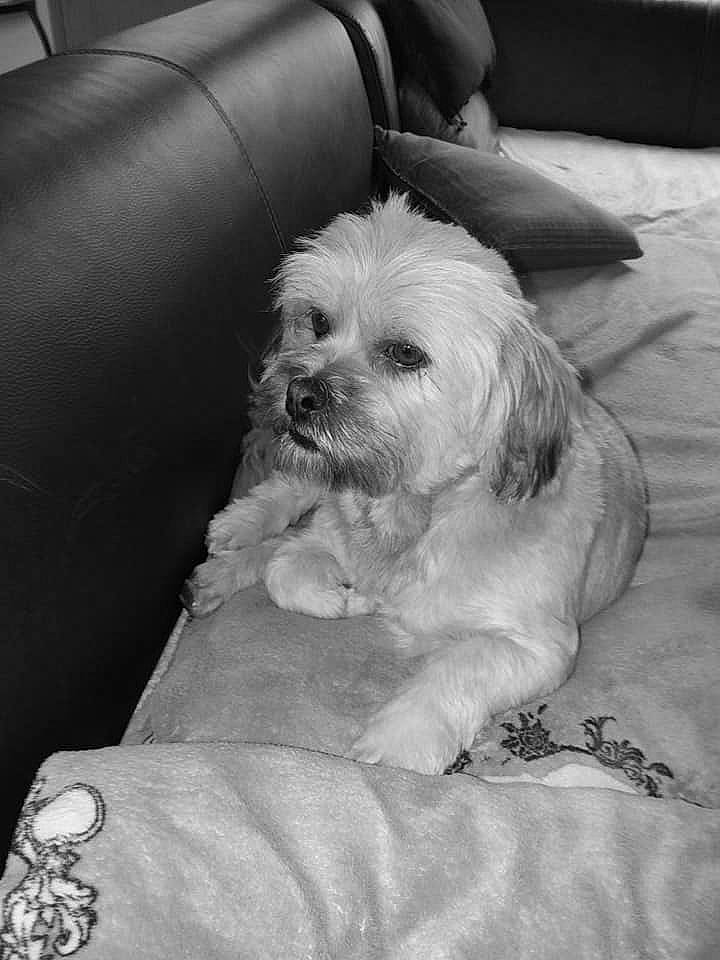 Mya participe au concours pour gagner de l'argent avec cette photo : black_and_white, canidae, carnivore, chinese_imperial_dog, cockapoo, companion_dog, dog, dog_breed, havanese, kyi_leo, lhasa_apso, lowchen, maltese, mammal, morkie, puppy, schnoodle, shih_tzu, snout, vertebrate