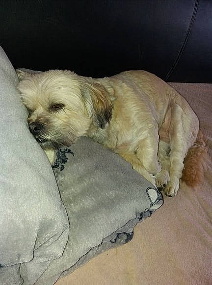 Mya participe au concours pour gagner de l'argent avec cette photo : bolonka, canidae, carnivore, chinese_imperial_dog, companion_dog, dog, dog_breed, fawn, havanese, lhasa_apso, maltese, mammal, morkie, non_sporting_group, puppy, rare_breed_dog, schnoodle, shih_tzu, sporting_group, toy_dog