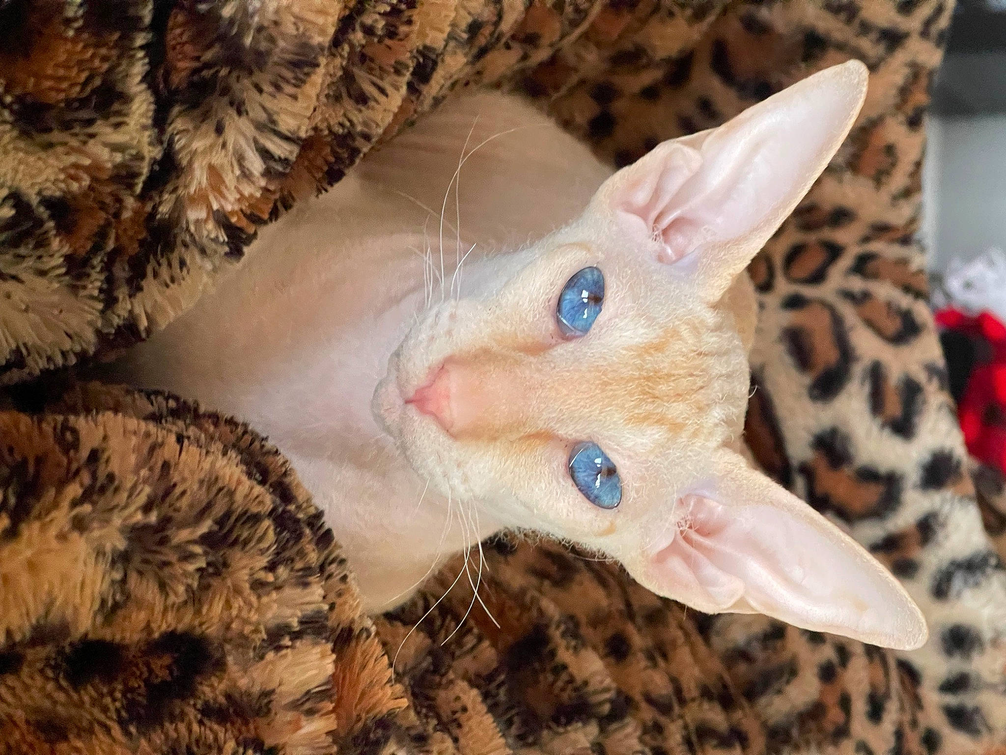 Mojito joined the competition — help win amazing prizes! art, carnivore, cat, cone, domestic_short_haired_cat, fawn, felidae, fur, pattern, paw, small_to_medium_sized_cats, snout, tail, terrestrial_animal, whiskers