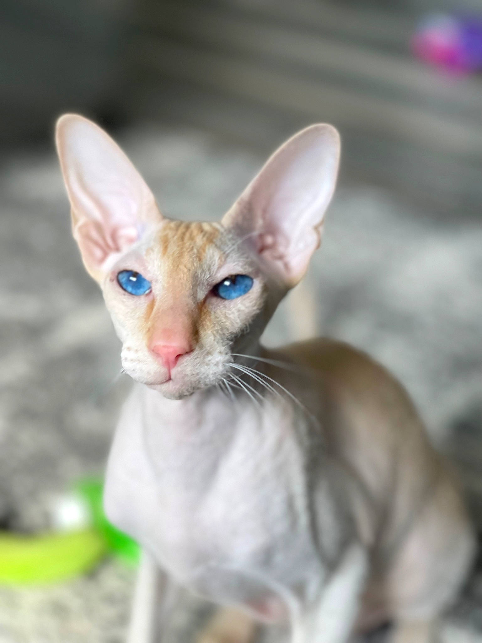 Mojito joined the competition — help win amazing prizes! carnivore, cat, close_up, devon_rex, donskoy, fawn, felidae, fur, small_to_medium_sized_cats, snout, tail, terrestrial_animal, toy, whiskers, wildlife