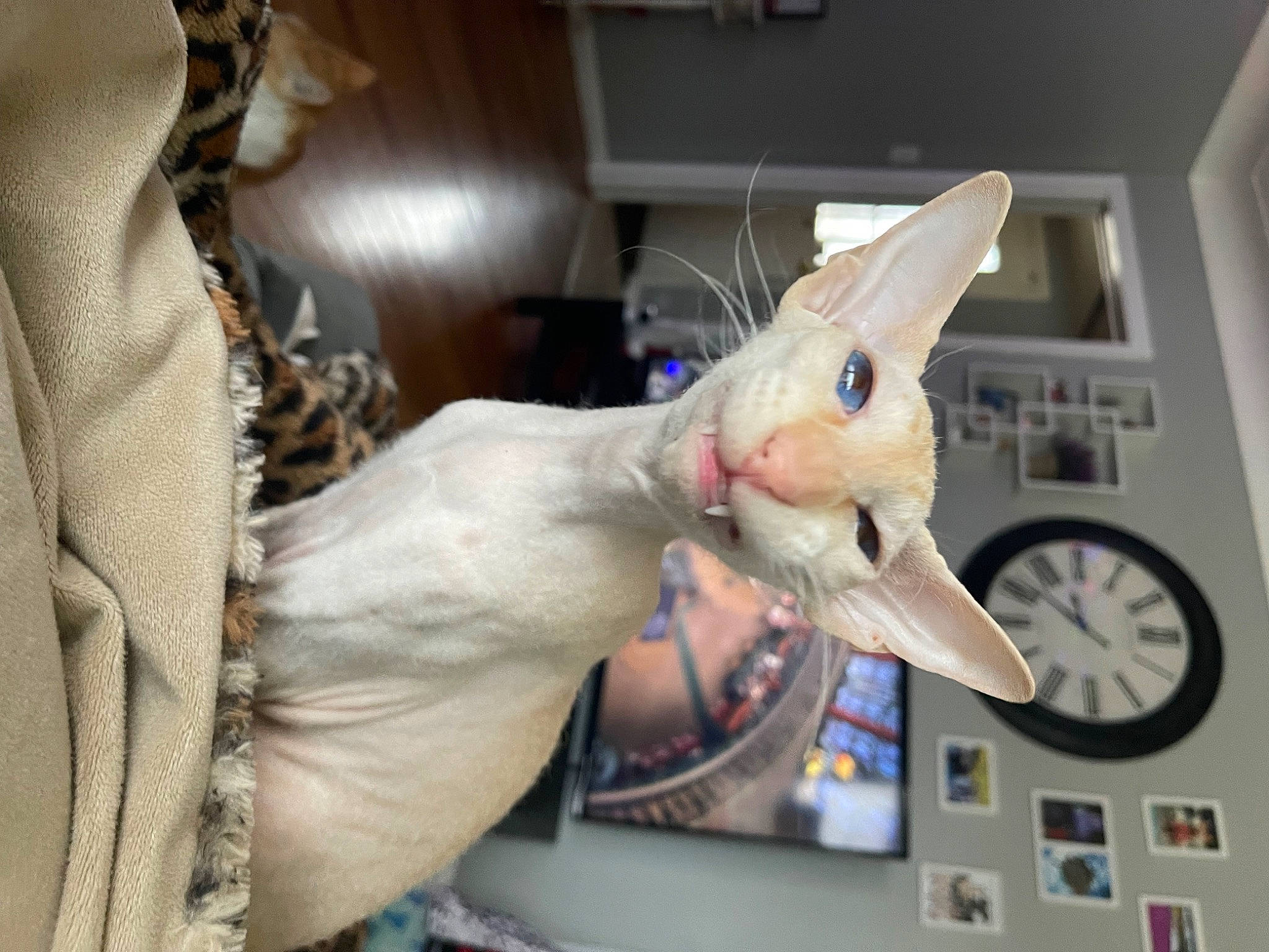 Mojito joined the competition — help win amazing prizes! art, circle, clock, flesh, gesture, home_accessories, jaw, machine, nail, quartz_clock, room, science, service, sleeve, unicorn, visual_arts