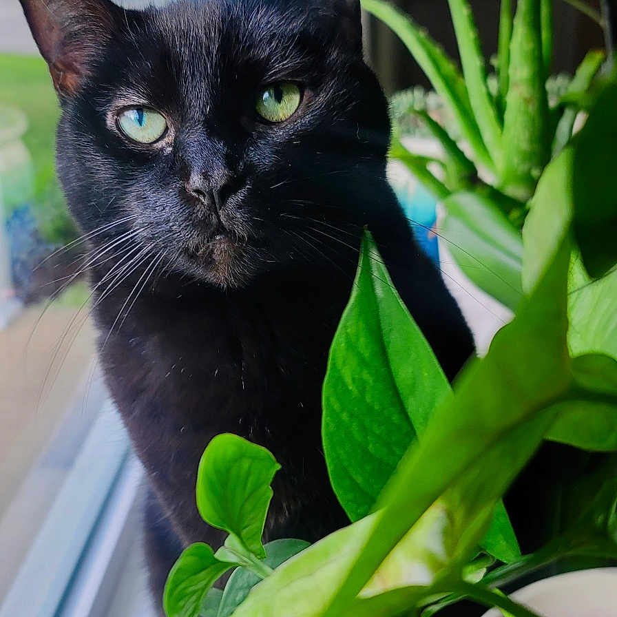 Lucky joined the competition — help win amazing prizes! animal, black_cat, close_up, cozy, curious, domestic_cat, flower, foliage, green, green_eyes, houseplant, indoor, leaf, natural_light, nature, pet, plant_pot, potted_plant, whiskers, window