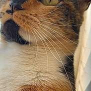 Kosei is registered to the contest to win money with this photo: cat, calico, close_up, whiskers, fur, green_eyes, pet, animal, looking_up, indoor, soft_light, feline, cute, mammal, portrait, domestic_animal, curious, closeup, head, ears