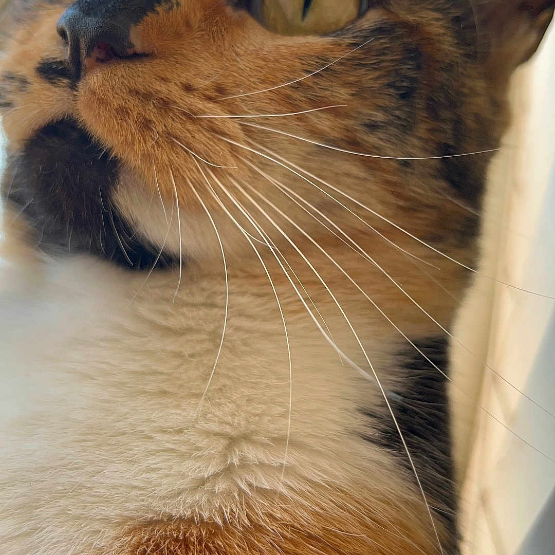 Kosei is registered to the contest to win money with this photo: animal, calico, cat, close_up, closeup, curious, cute, domestic_animal, ears, feline, fur, green_eyes, head, indoor, looking_up, mammal, pet, portrait, soft_light, whiskers