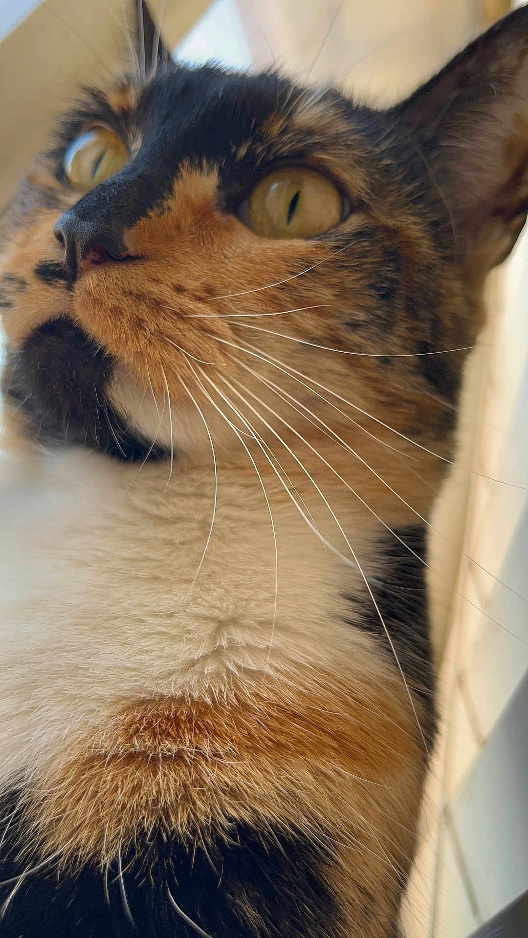 Kosei is registered to the contest to win money with this photo: cat, calico, close_up, whiskers, fur, green_eyes, pet, animal, looking_up, indoor, soft_light, feline, cute, mammal, portrait, domestic_animal, curious, closeup, head, ears