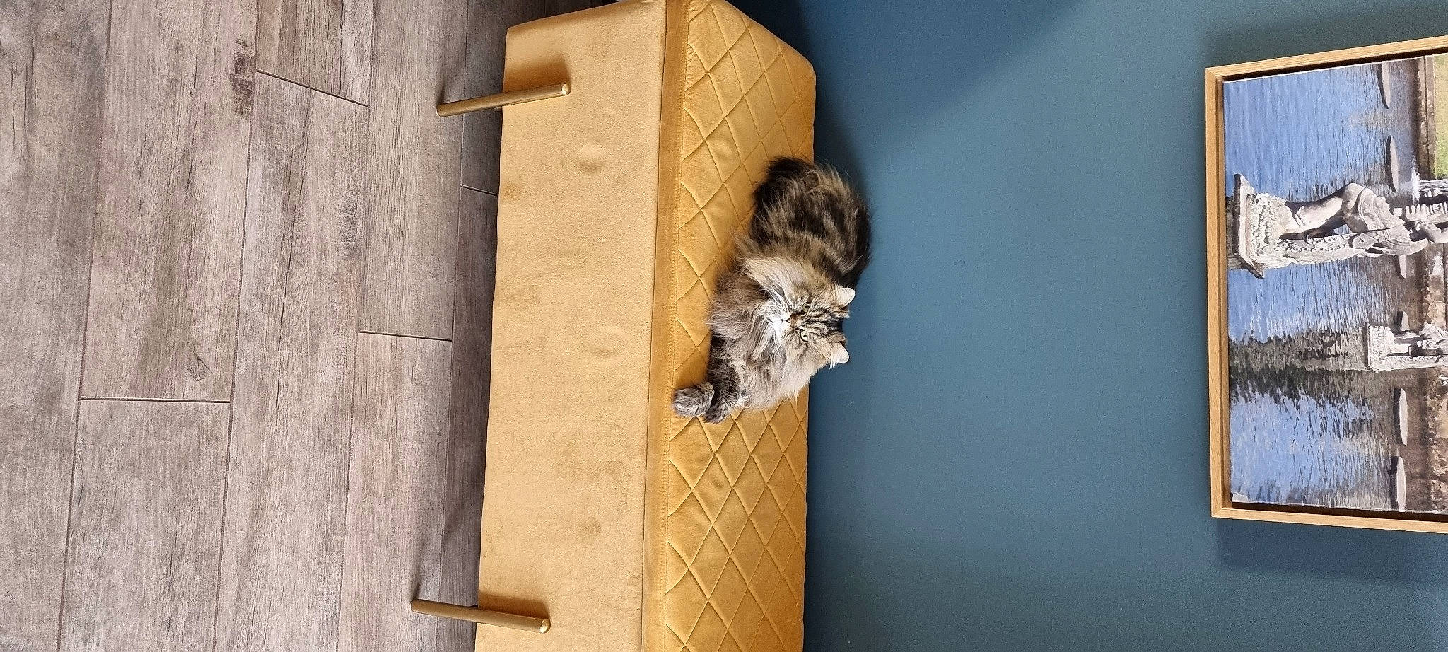 Michka a rejoint le concours — aidez-le/la à gagner de superbes lots ! art, birdhouse, domestic_short_haired_cat, door, felidae, fur, hardwood, house, perching_bird, pet_supply, plank, plywood, room, shelf, small_to_medium_sized_cats, tail, whiskers, window, wood, wood_stain